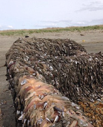 barnacle boat