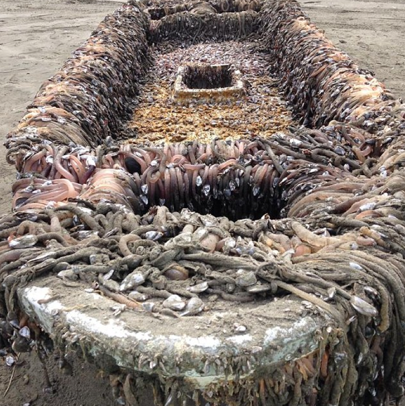 barnacle boat